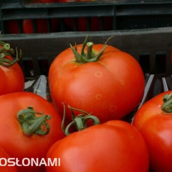Pomidory z uprawy jesiennej w nieogrzewanych tunelach - na części owoców widoczna szara pleśń widmowa 