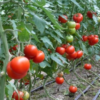 Tunelowa uprawa pomidorów - podrywanie liści od dołu roślin pomaga zapewnić równowagę wzrostu i rozwoju oraz umożliwia dobre przewietrzanie plantacji