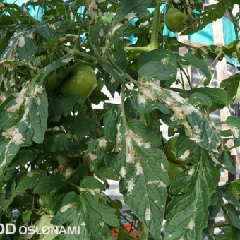 fot. 1-6 P. Słomiany