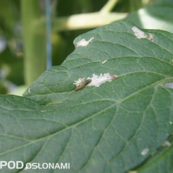 fot. 1-7 p. Słomiany