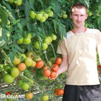 Paweł Wiciński uprawiał m.in. odmianę Starbuck F1
