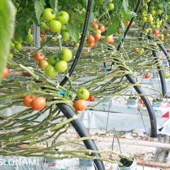 Rury na zakończeniu rzędów ułatwiają układanie łodyg pomidorów