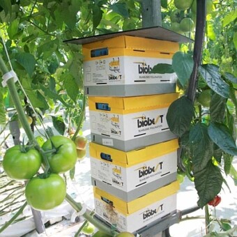 Do zapylania "zatrudniono" trzmiele, fot. 1-9 M. Podymniak