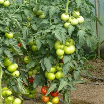 Boderine F1