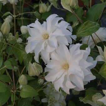 Clematis 'Maria Skłodowska Curie'