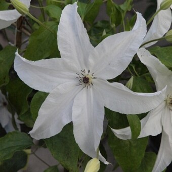Clematis ‘Beautiful Bride’
