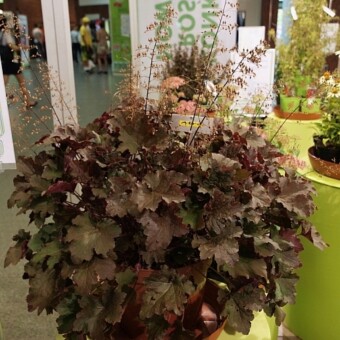 Heuchera ‘Afra’