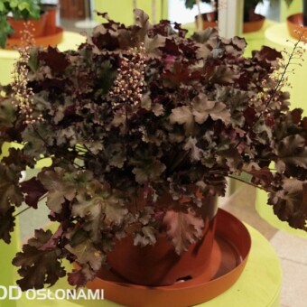 Heuchera ‘Agata’