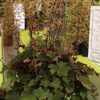 Heuchera ‘Alesia’ – hodowli Jerzego Foszczki
