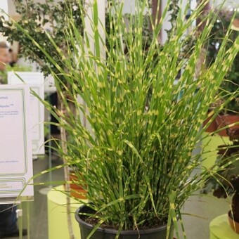 Miscanthus sinensis ‘Apache’ 