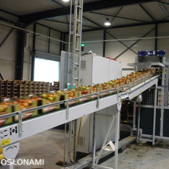 Sortownia - automatyczny transport skrzynek z pomidorami 