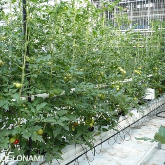 Doświadczenia w ekologicznej uprawie w matach torfowo-kokosowych