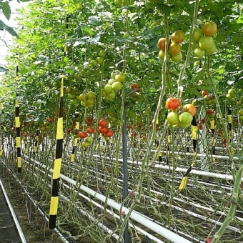 Doświadczenia w tradycyjnej uprawie pomidorów szklarniowych